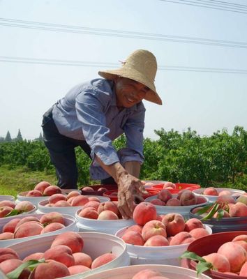 公安县首个网销农产品种植基地揭牌