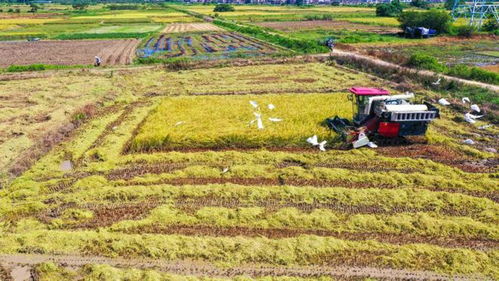 周田镇狮石村坚持生态优先,不断扩大农产品种养规模 立足优势资源 做强特色产业