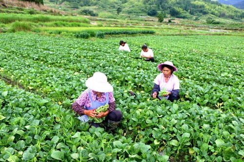 长寿之乡海南万宁 贵州罗甸 福建寿宁这些农产品逐渐走向产业化