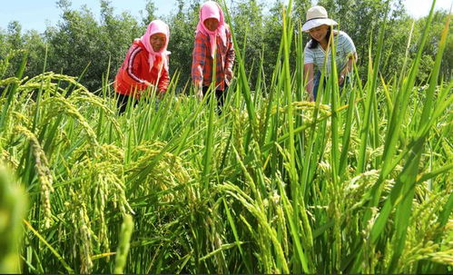 张掖甘州 古法种植科学管护助增收