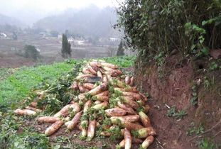 种植大户纷纷 跑路 ,钱没赚到却欠一屁股账,种地还能赚钱吗