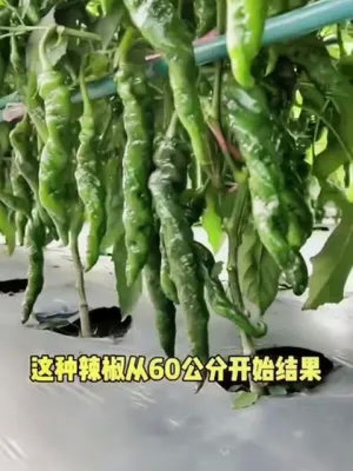 产量高辣味十足 螺丝椒 种草 优质农产品 农业种植