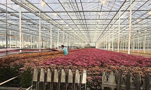 2亿元 上海这个镇靠侍弄花草实现高产出, 特色农产品 做成了商品