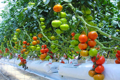全球最大温室大棚区:种菜工就有10万人,一年卖菜赚100亿