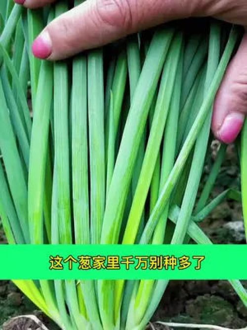 小香葱得一种新品种,分生能力特别强 香葱味浓郁 家庭种植 蔬菜种子 分葱 优质农产品