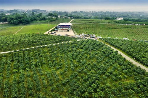 江津区全力打造全国重要的花椒集散地和交易中心