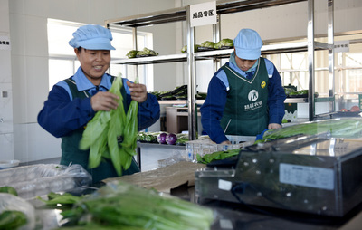 河北张家口:山区绿色精品蔬菜走俏京津市场