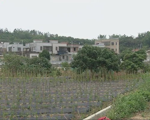 这个革命老区村,种植了潮汕特有的农产品