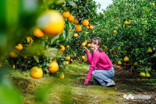 来自家乡的甜蜜 淮州的这种农产品已有百年历史 如今更是全国闻名