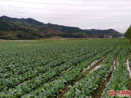 入选国家农业产业强镇,建瓯小松镇如何做到